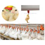Automatic Nipples Water Drinking system animal poultry poultry water line for chicken