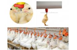 China Automatic Nipples Water Drinking system animal poultry poultry water line for chicken supplier