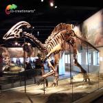 Waterproofing Jurassic World Replica Parasaurolophus Skeleton 15 meters length for sale