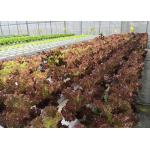 Eco Friendly NFT Hydroponic System Water Saving With Automated Management for sale