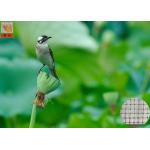 Garden Plastic Bird Netting UV Stabilised , Square Plastic Bird Mesh Black Color for sale