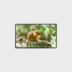 LCD Screen 43 Inch LCD Panel 1500nits resolutiong 1920*1080 LCMA-RX0430GL10-C150 for sale