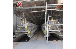 China ISO9001 Baby Chicken Cage For 1 Day Old Chick Automatic Feeding System supplier
