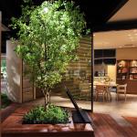 Tourists Attrations Artificial Banyan Trees Large Artificial Ficus Lyrata Silk Tree Ficus Elastica for sale