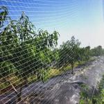 Green Knitted Anti Bird Netting For Fruit Trees Orchards Protection