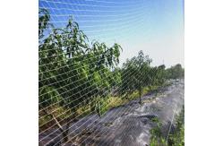 China Green Knitted Anti Bird Netting For Fruit Trees Orchards Protection supplier