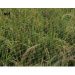 Corrosion Resistant HDPE Bird Netting Transparent Agricultural Mesh Netting 10m Wide for sale