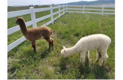 China 100% Virgin Material Durable 2rails 3rails PVC Paddock Horse Fence Farm Fence supplier