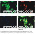 Infinity Plan LED Fluorescence Microscope 100X - 1000X A16.0907-BL