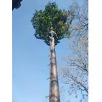 Telecom Palm Tree 10m Height Camouflage Cell Tower for sale