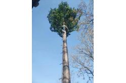 China Mobile Artificial 50m Self Supporting Antenna Mast supplier