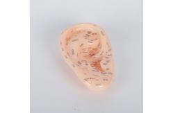 China 26CM Single Ear Acupuncture Body Model For Chinese Medical Teaching supplier