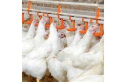 China 38.8mm Water Nipple Drinker Chicken Feeder Poultry House Water Systems supplier