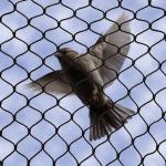 Custom Made Bird Safe Wire Mesh Smooth Surface Rope Construction 7*7 7*19 for sale