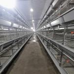 H Type Automatic Poultry Cage For Chicken ，Broiler Cage for sale