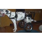 Pet wheelchair for sale