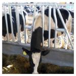 Flexible Cattle Cow Head Lock Dairy Farm Raise Equipment Dairy Feeding Equipment for sale