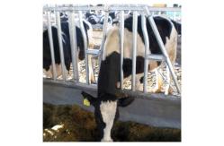 China ISO Galvanized pipe Cow Head Lock supplier