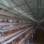 96 Birds Chicken Farm Poultry Cage With Ventilation Cooling System for sale