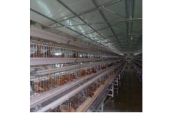 China 96 Birds Chicken Farm Poultry Cage With Ventilation Cooling System supplier