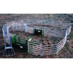 Australia Pipe Galvanized Round 1.6m High Steel Corral Panels for sale