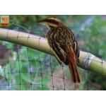 Black Color Anti Bird Garden Mesh Netting  , Bird Proof Netting For Fruit Trees for sale
