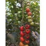 20m Tomato Tying Twine With Hook , 100% Virgin Polypropylene Tomato Twine for sale