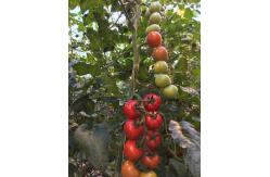 China 20m Tomato Tying Twine With Hook , 100% Virgin Polypropylene Tomato Twine supplier