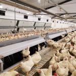 Poultry Farms Pan Feeder System Chicken Breeding for sale
