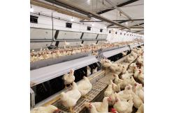 China Poultry Farms Pan Feeder System Chicken Breeding supplier