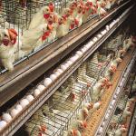 Galvanized Steel Frame Chicken House Bolts Connection Steel Structure Poultry Sheds