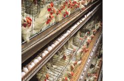 China Galvanized Steel Frame Chicken House Bolts Connection Steel Structure Poultry Sheds supplier