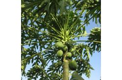 China High Simulation Real Touch 270Cm Plant Papaya Tree Fire Resistance supplier