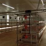 Automatic Broiler Feeding System The Ideal Solution for Poultry Farms for sale