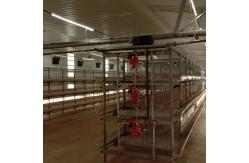 China Automatic Broiler Feeding System The Ideal Solution for Poultry Farms supplier
