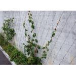 Eco - Friendly Garden Wire Wall Trellis Ferruled / Knotted Anti - Corrosive Mesh for sale