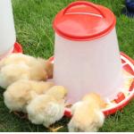 Poultry Drinking Chicken Feeding Line 1kg-20kg Broiler Automatic Feeder