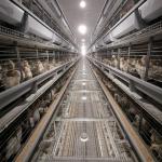 Layer Chicken Farming Poultry Equipment Manufacturers Battery Chicken Cages for sale