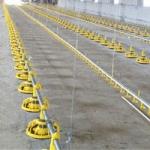 Chicken Drinking Automatic Pan Feeding System For Poultry Farming Equipment Machine