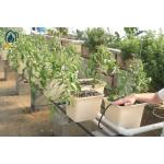 DWC Hydroponic Dutch Bucket Clone Aeroponic Bucket RDWC System For Vine Tomatoes for sale