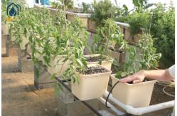 China DWC Hydroponic Dutch Bucket Clone Aeroponic Bucket RDWC System For Vine Tomatoes supplier