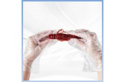 China Hygiene Disposable PE Gloves Acids Resistance For Food Processing supplier