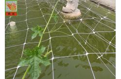 China White Plastic Pea And Bean Netting , Extruded Polyethylene Mesh Netting 3 Meters Width supplier