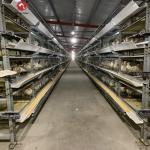 30000 Birds Hot Dip Galvanized Steel H Type Battery Cages For Broiler Chicken for sale