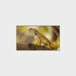 2000nits High Brightness 3840*2160 98-inch LCD Display for Optimal Performance for sale