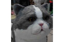 China Life Size Realistic Animatronic Cat ,  Interactive Talking Lovely Cat supplier