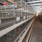 30 Year Service Life Battery Automatic Layer Chicken Cage 9 Birds / Cell for sale