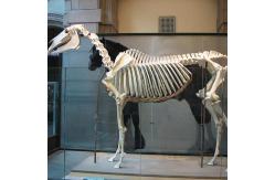 China Life Size Dinosaur Skeleton Replica Fossils Waterproof / Sunproof supplier