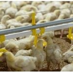 Full Automatic 12 Birds PP Chicken Nipple Drinker System for sale