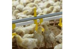 China Full Automatic 12 Birds PP Chicken Nipple Drinker System supplier